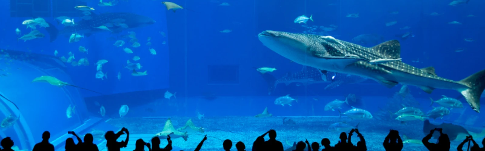 Taraporewala Aquarium: India’s Oldest Aquarium by Marine Drive