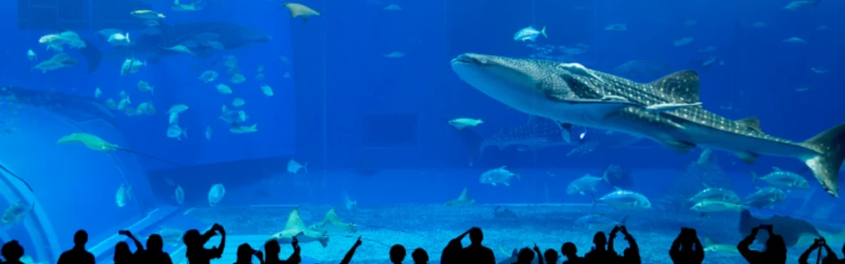 Taraporewala Aquarium: India’s Oldest Aquarium by Marine Drive